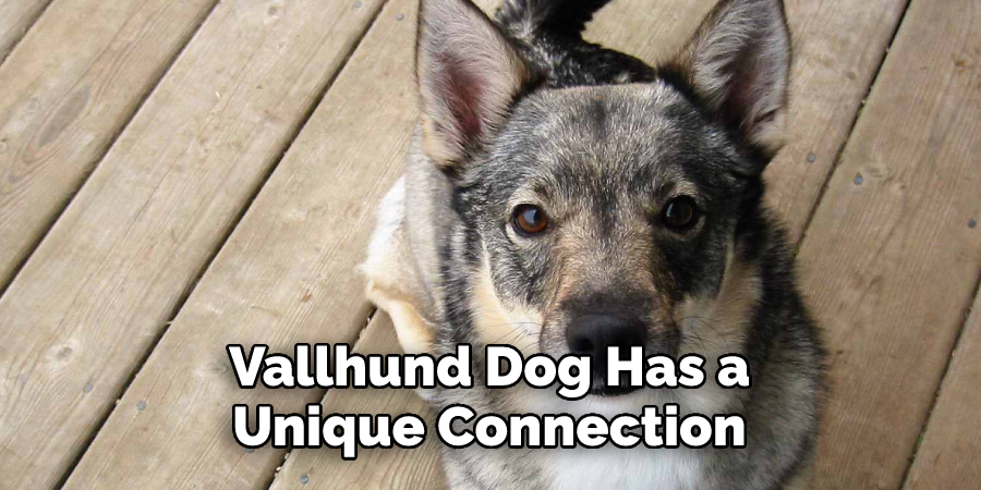 Vallhund Dog Has a 
Unique Connection