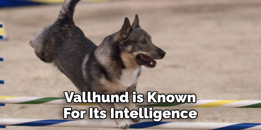 Vallhund is Known 
For Its Intelligence