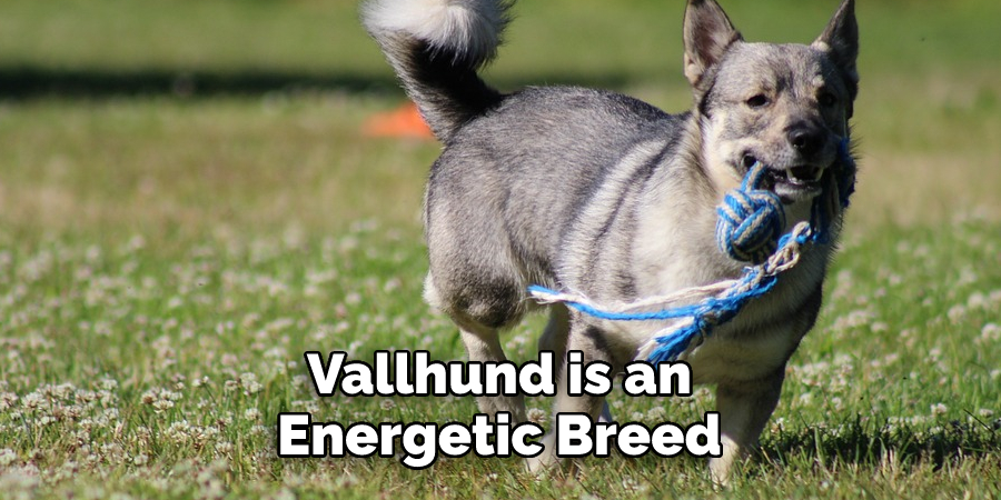 Vallhund is an 
Energetic Breed