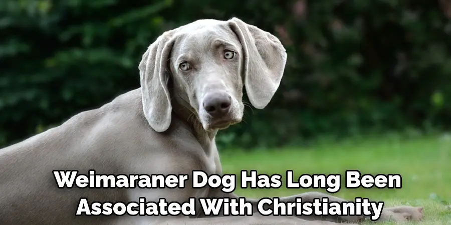 Weimaraner Dog Has Long Been Associated With Christianity