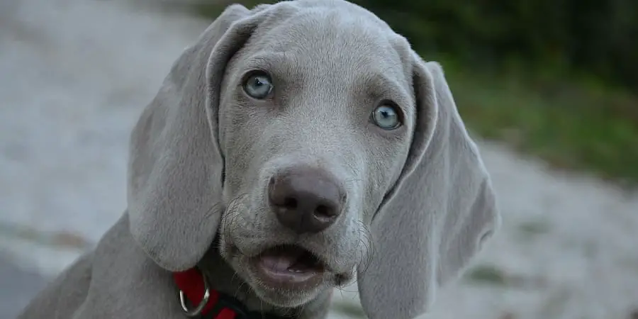 Weimaraner Spiritual Meaning, Symbolism and Totem