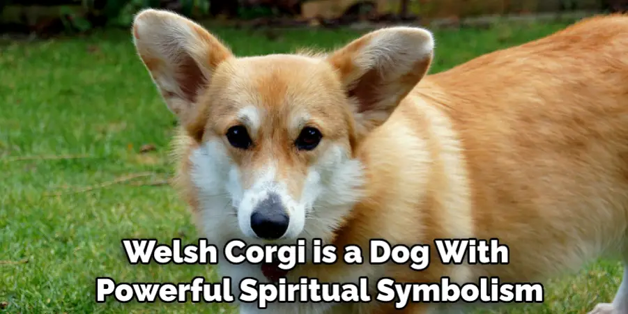 Welsh Corgi is a Dog With Powerful Spiritual Symbolism