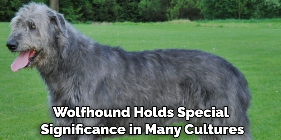 Wolfhound Holds Special Significance in Many Cultures