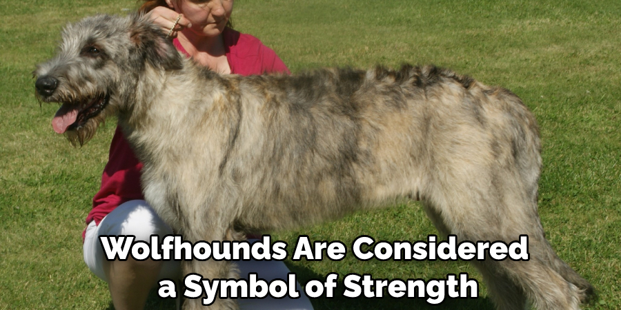 Wolfhounds Are Considered a Symbol of Strength