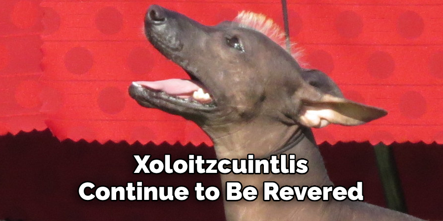 Xoloitzcuintlis Continue to Be Revered 