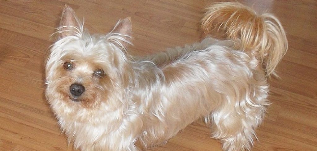 Yorkshire Terrier Spiritual Meaning