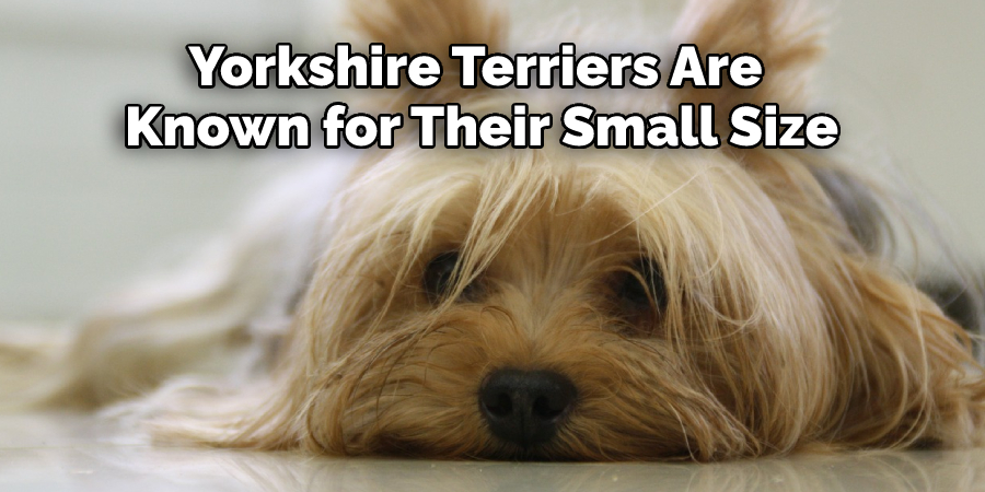 Yorkshire Terriers Are 
Known for Their Small Size