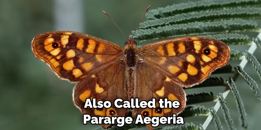 Also Called the Pararge Aegeria
