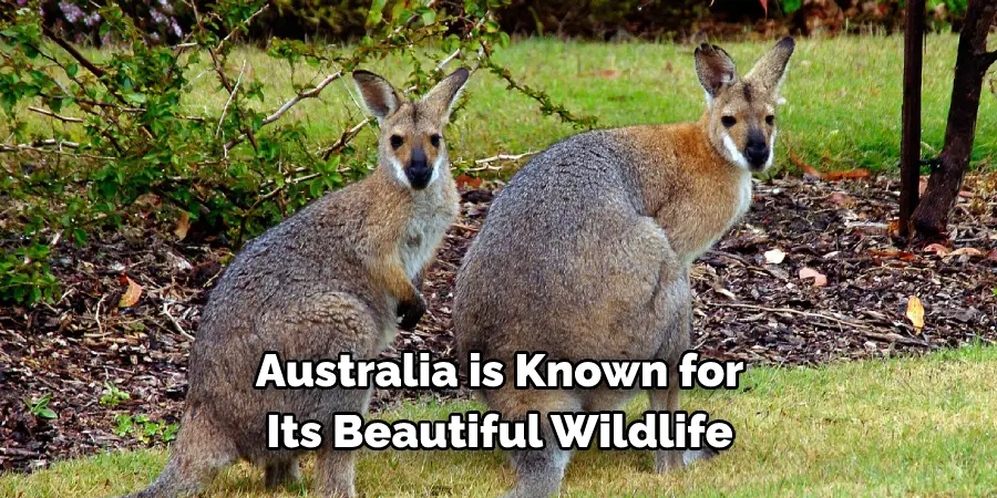 Australia is Known for Its Beautiful Wildlife