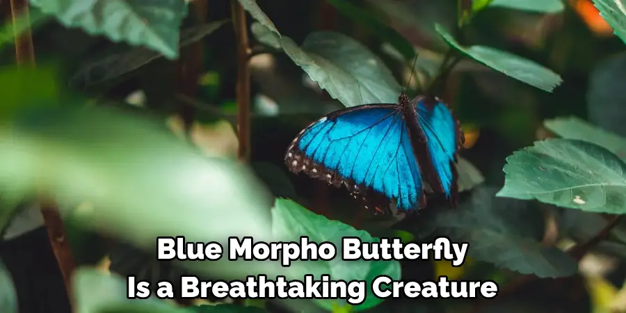  Blue Morpho Butterfly 
Is a Breathtaking Creature