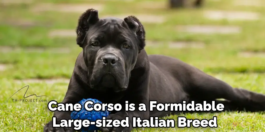  Cane Corso is a Formidable Large-sized Italian Breed 