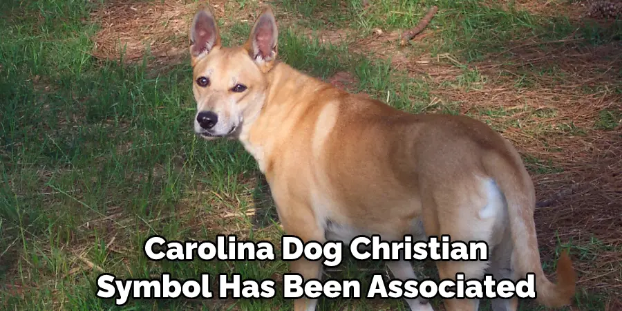  Carolina Dog Christian Symbol Has Been Associated