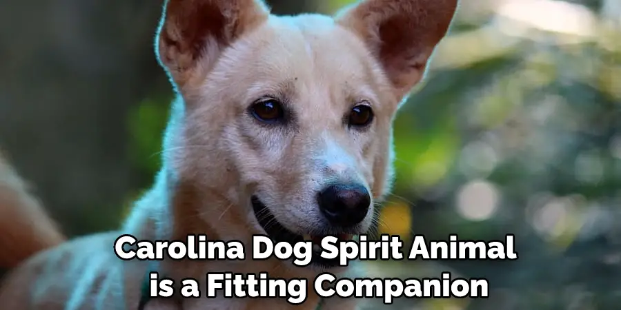 Carolina Dog Spirit Animal is a Fitting Companion