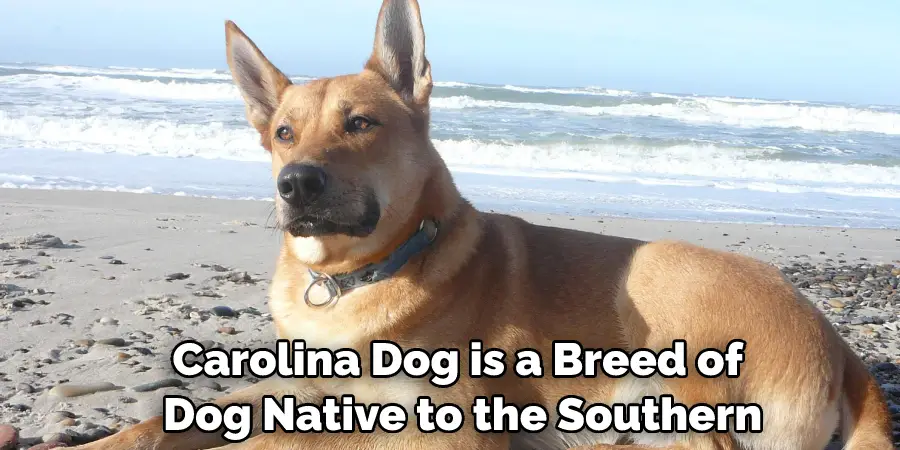 Carolina Dog is a Breed of Dog Native to the Southern