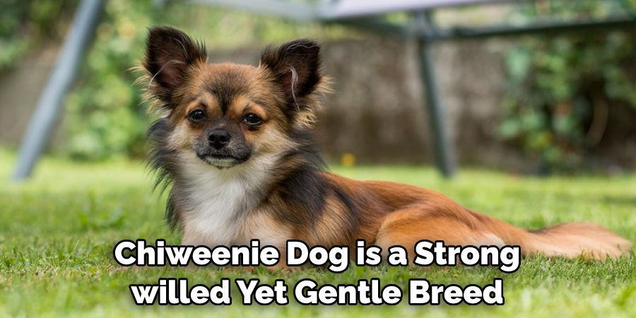 Chiweenie Dog is a Strong-willed Yet Gentle Breed