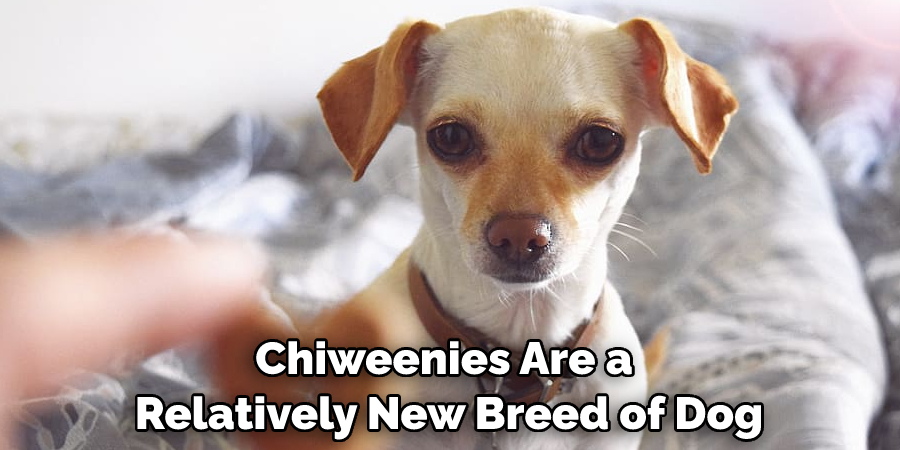 Chiweenies Are a Relatively New Breed of Dog