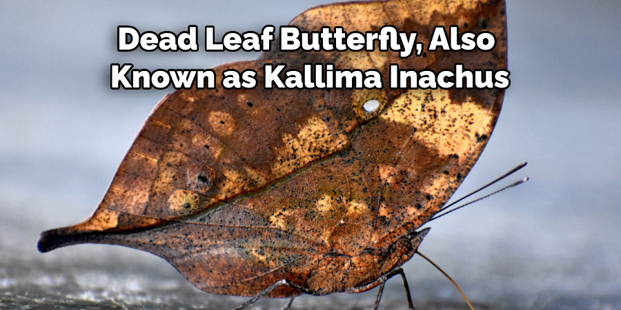 Dead Leaf Butterfly, Also 
Known as Kallima Inachus