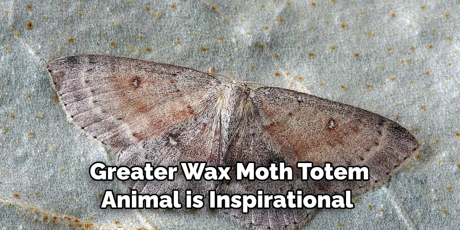 Greater Wax Moth Totem 
Animal is Inspirational 