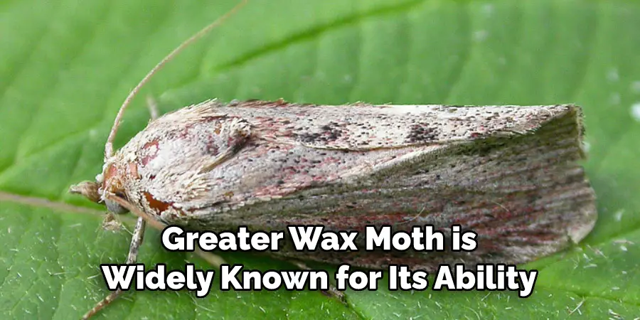 Greater Wax Moth is 
Widely Known for Its Ability