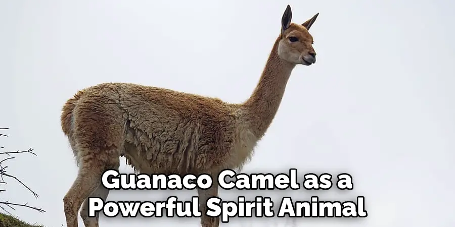 Guanaco Camel as a Powerful Spirit Animal