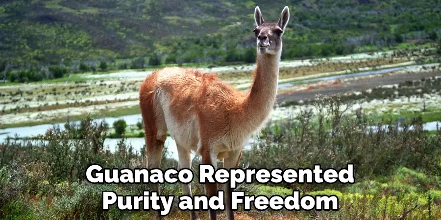 Guanaco Represented Purity and Freedom