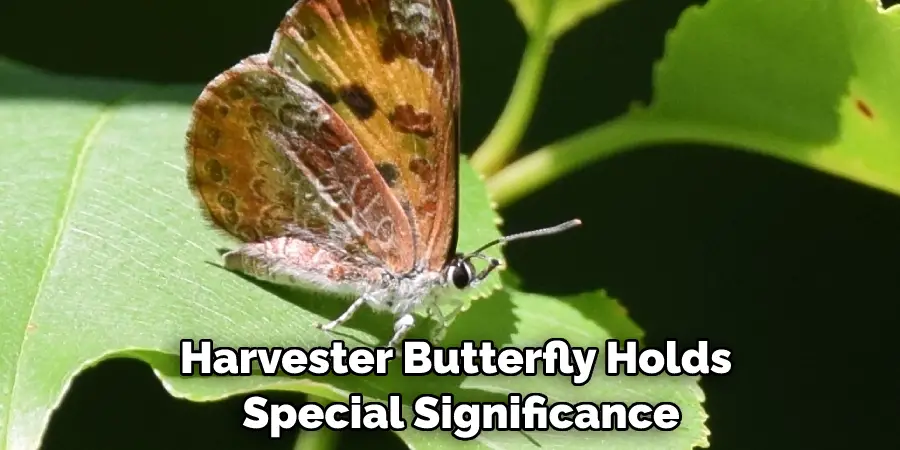 Harvester Butterfly Holds Special Significance