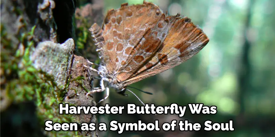 Harvester Butterfly Was Seen as a Symbol of the Soul