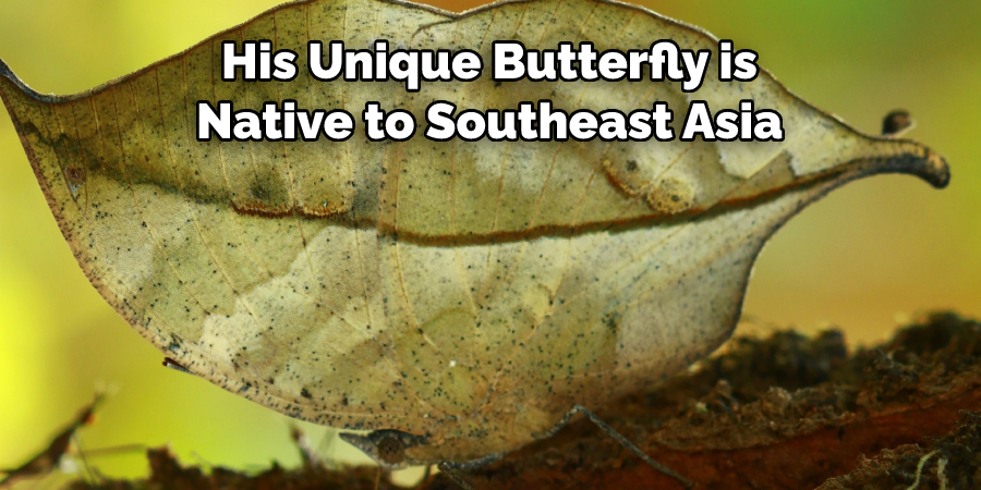 His Unique Butterfly is 
Native to Southeast Asia