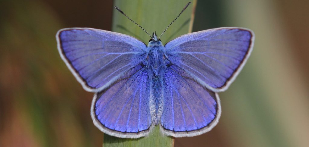 Holly Blue Spiritual Meaning, Symbolism and Totem