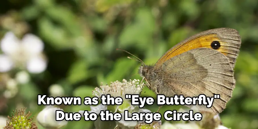 Known as the "Eye Butterfly" 
Due to the Large Circle