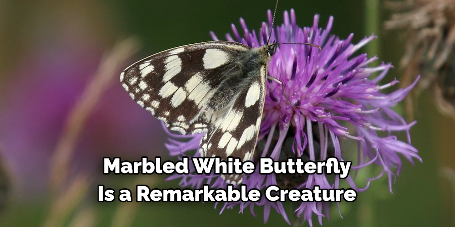 Marbled White Butterfly 
Is a Remarkable Creature 