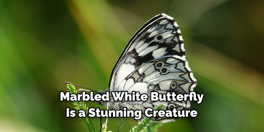 Marbled White Butterfly 
Is a Stunning Creature