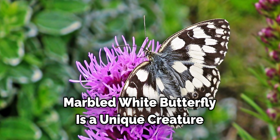 Marbled White Butterfly 
Is a Unique Creature