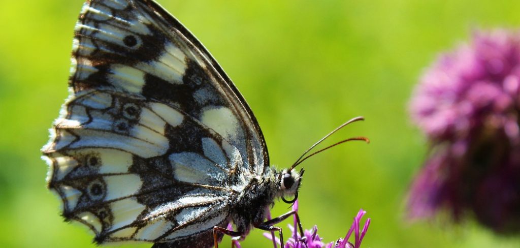 Marbled White Spiritual Meaning