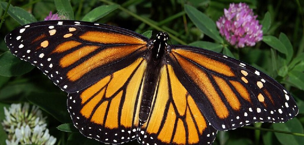 Monarch Spiritual Meaning