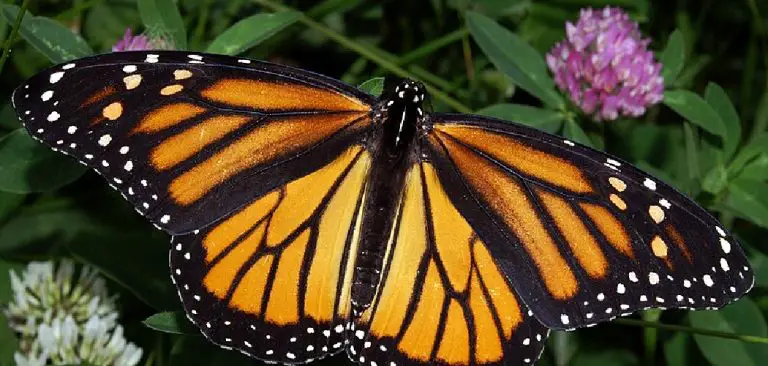 Monarch Spiritual Meaning, Symbolism and Totem | Explained (2025)