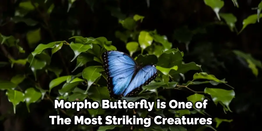 Morpho Butterfly is One of 
The Most Striking Creatures