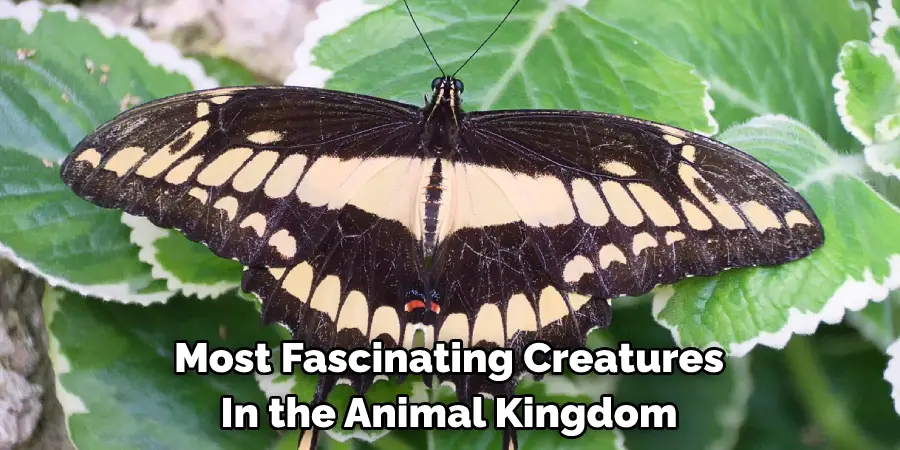 Most Fascinating Creatures 
In the Animal Kingdom
