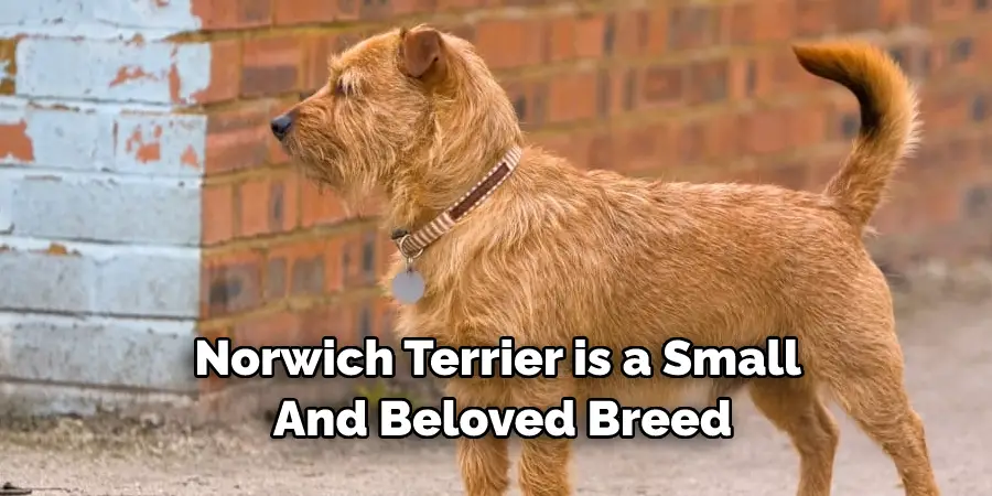Norwich Terrier is a Small 
And Beloved Breed
