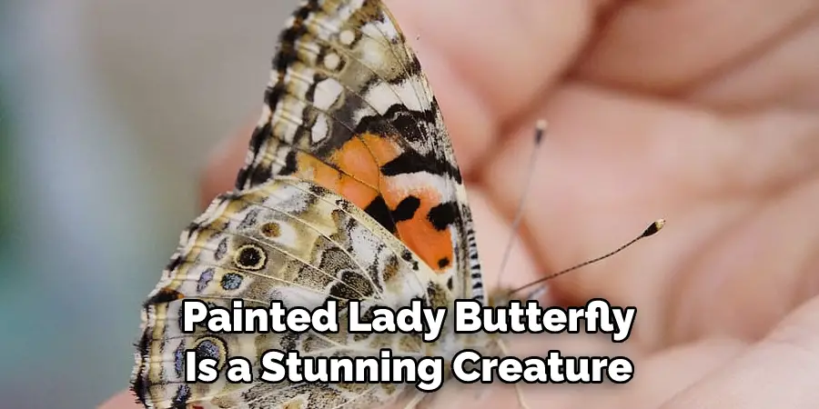 Painted Lady Butterfly 
Is a Stunning Creature