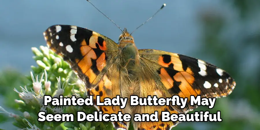 Painted Lady Butterfly May 
Seem Delicate and Beautiful