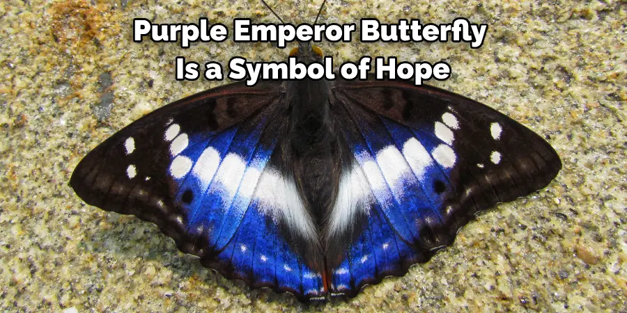 Purple Emperor Butterfly 
Is a Symbol of Hope