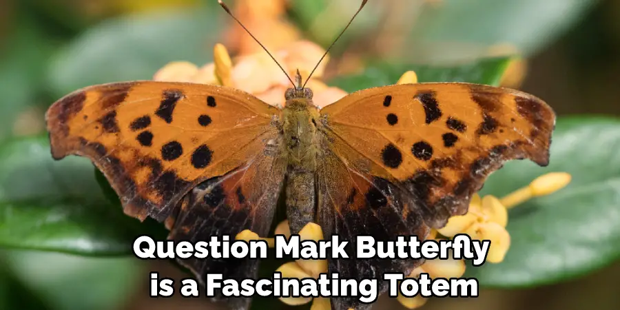 Question Mark Butterfly is a Fascinating Totem