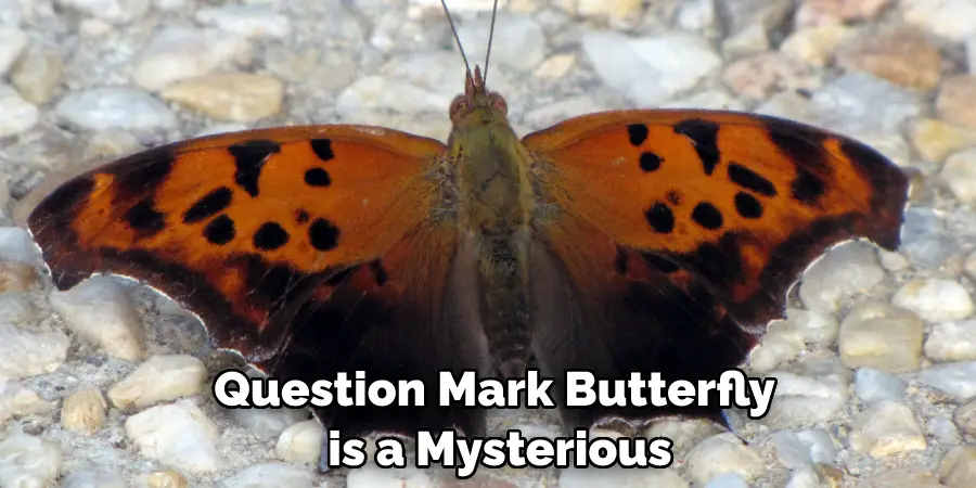 Question Mark Butterfly is a Mysterious