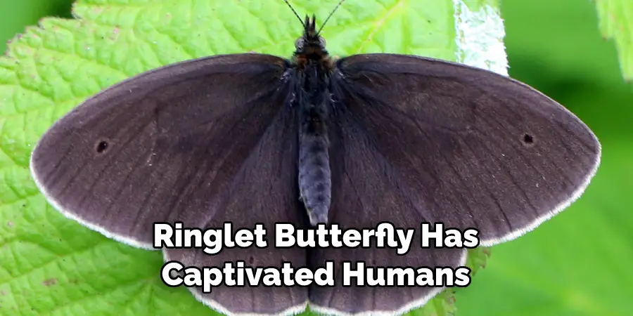 Ringlet Butterfly Has 
Captivated Humans