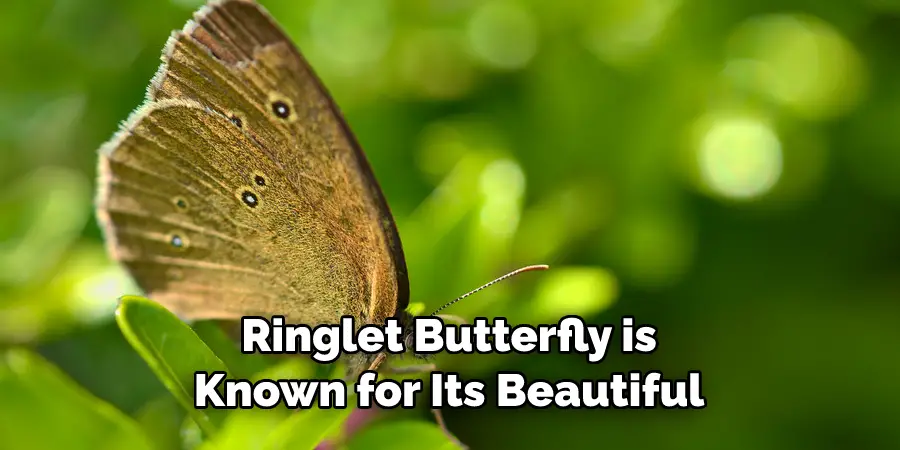  Ringlet Butterfly is 
Known for Its Beautiful