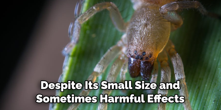 Sac Spider Spirit Animal is a fascinating creature