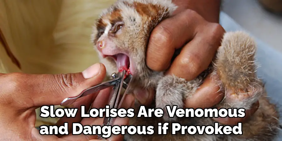 Slow Lorises Are Venomous and Dangerous if Provoked