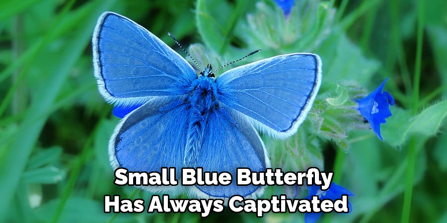 Small Blue Butterfly Has Always Captivated