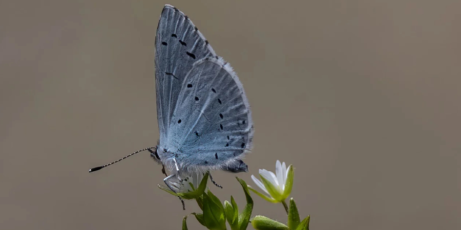 Small Blue Butterfly Spiritual Meaning, Symbolism and Totem